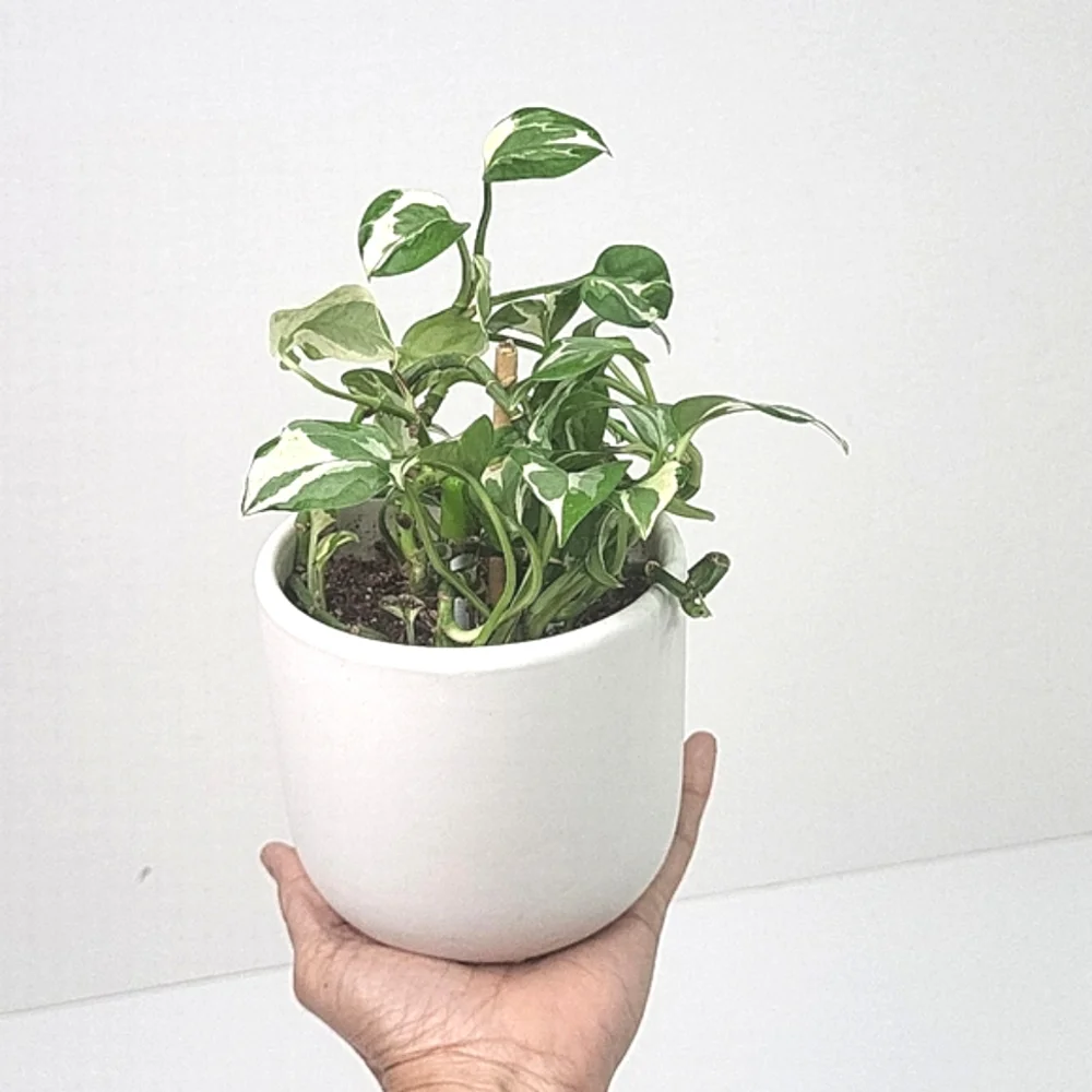 West Elm Radius Ceramic Indoor/Outdoor Tabletop Planters